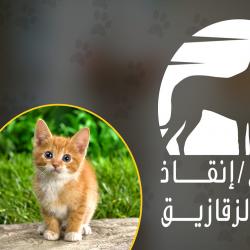 تبني إنقاذ قطط Rescue Adopt cats
